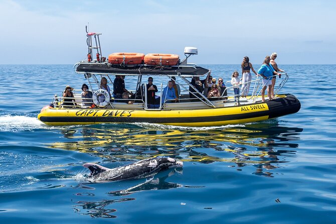 High Speed Zodiac Whale Watching Safari From Dana Point - Restrictions and Requirements