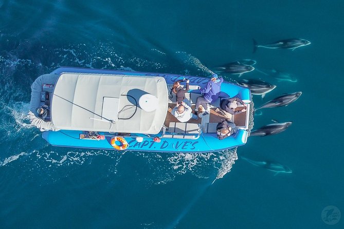High Speed Zodiac Whale Watching Safari From Dana Point - Cetacean Declaration and Guarantee