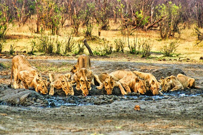 High Tea Safari Game Drive in the Savannah, African Style - Park Fees and Gratuities Included