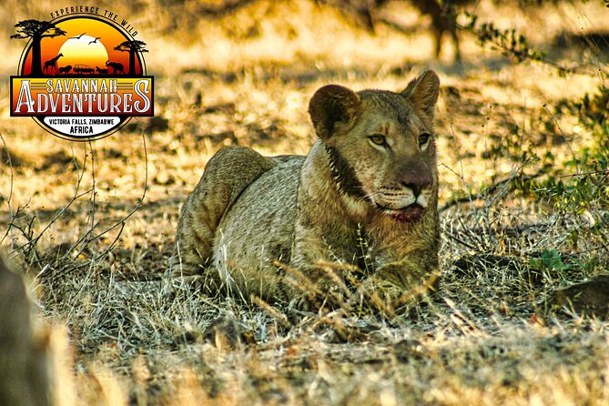 High Tea Safari Game Drive in the Savannah, African Style - Important Travel Considerations