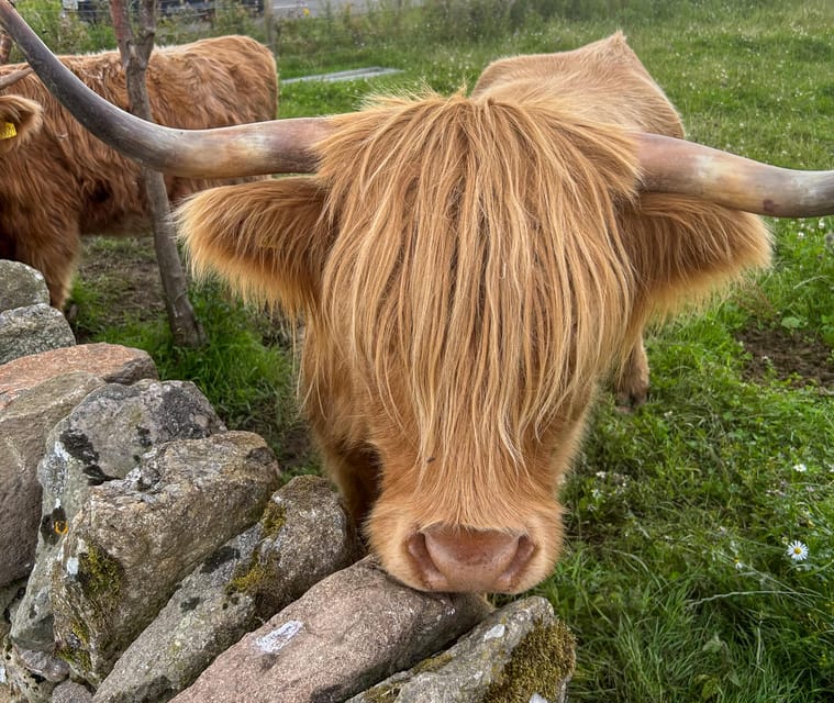 Highland Cows, Walk Alpacas & Scottish Wildlife Centre - Itinerary Highlights