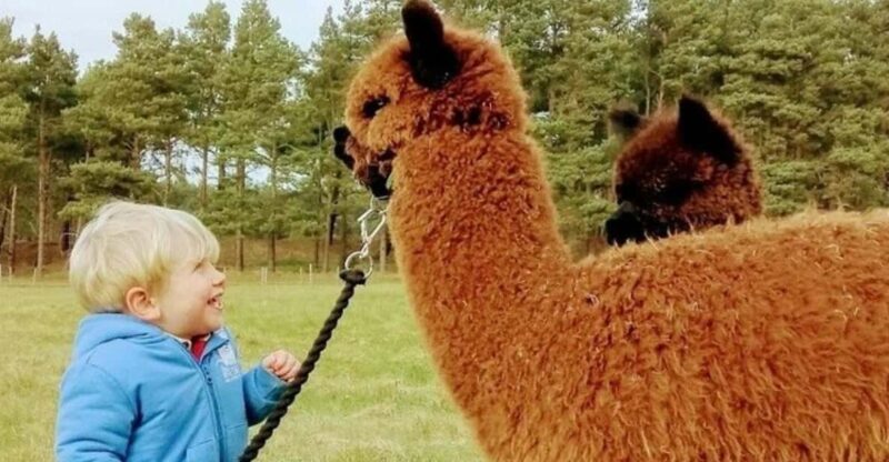 Highland Cows, Walk Alpacas & Scottish Wildlife Centre - Exclusions