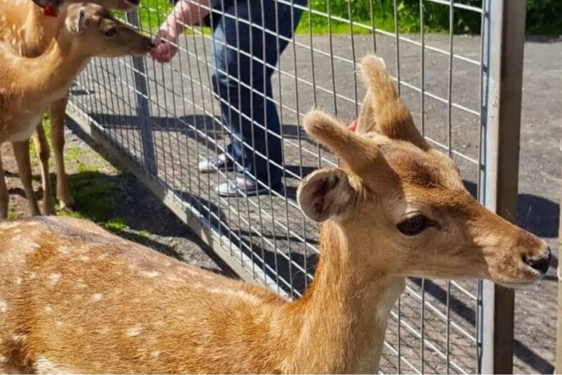 Highland Cows, Walk Alpacas & Scottish Wildlife Centre - Important Information
