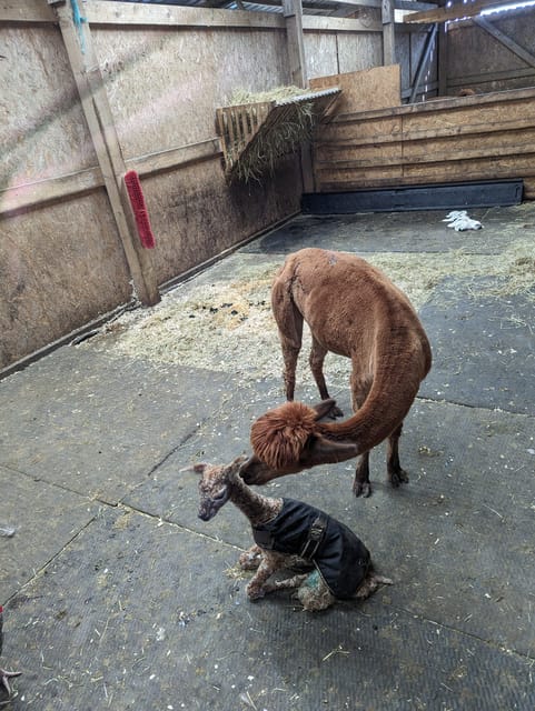 Highland Cows, Walk Alpacas & Scottish Wildlife Centre - Alpaca Walk