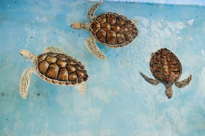 Highlight Turtle Island Nusa Dua, GWK, Melasti & Kecak Dance - Optional Water Activities