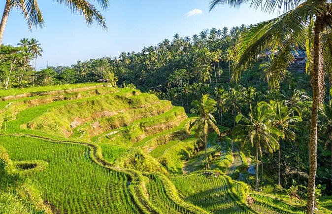 Highlight Ubud Temple, Rice Terrace Including Waterfall - Good To Know