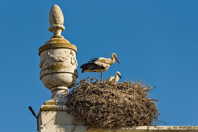 Highlights & Hidden Gems of Faro Private Tour - Tour Pricing and Cancellation Policy