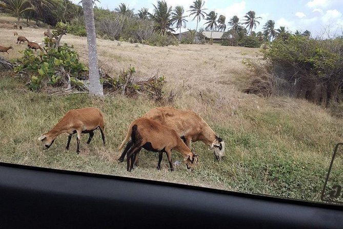 Highlights of Barbados Sightseeing Tour - Dress Code and Age