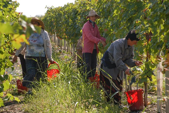 Highlights of Kakheti Region-Signagi,Bodbe,Wine Tasting(Private Tour) - Inclusions of the Tour