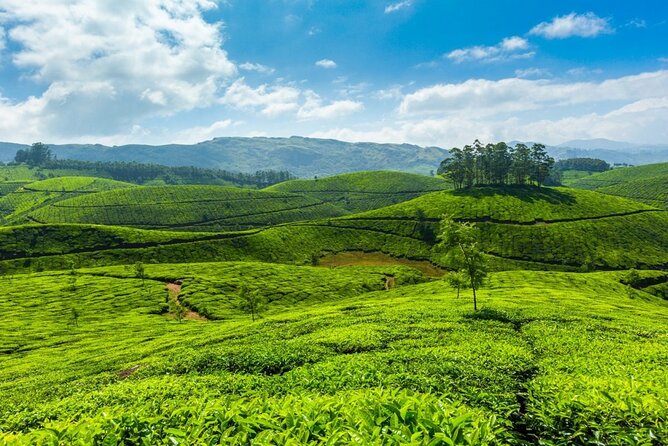 Highlights of Kerala - Kumarakom Bird Sanctuary
