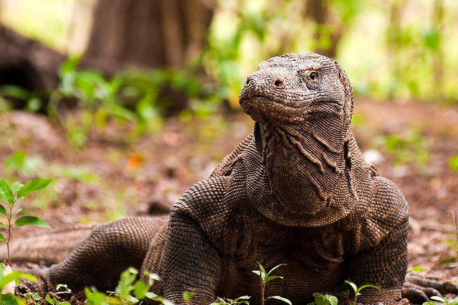 Highlights of Komodo - Iconic Komodo Dragons