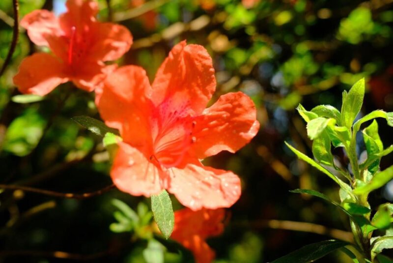 Highlights of Lake Como - Winery Experience