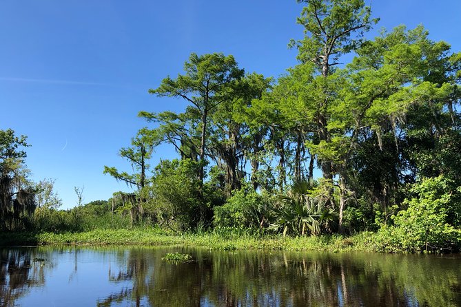 Highlights of New Orleans City and Swamp Tour Combination - Discovering Bayou Segnette State Park