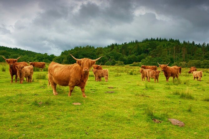 Highlights of Scotland Custom Private Tour With Scottish Local - Tour Overview