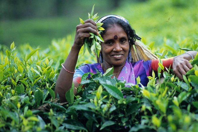 Highlights Of Sri Lanka - 4 Days - Trekking to Ella and Scenic Views