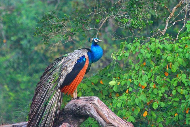 Highlights Of Sri Lanka | 7 Days - Kandys Cultural Wonders