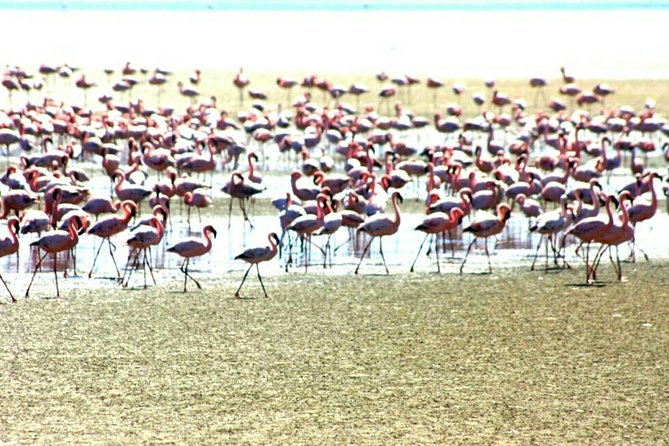 Highlights of Walvis Bay Guided 1/2 Day Tour (Shore Excursion) - Meeting and Pickup