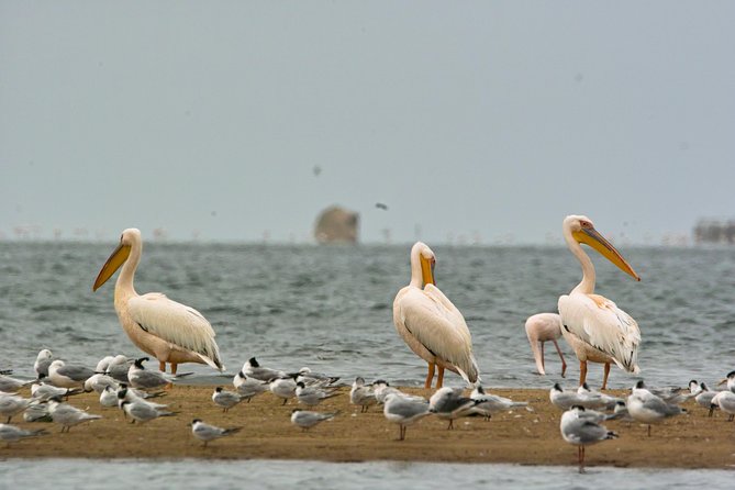 Highlights of Walvis Bay Guided 1/2 Day Tour (Shore Excursion) - Scenic Dune 7 Visit