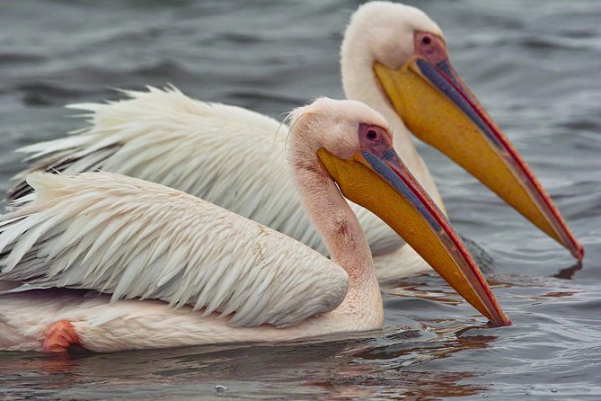 Highlights of Walvis Bay Guided 1/2 Day Tour (Shore Excursion) - Pelican Point Peninsula Exploration
