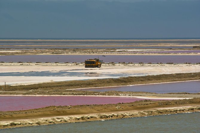 Highlights of Walvis Bay Guided 1/2 Day Tour (Shore Excursion) - Dietary Accommodations
