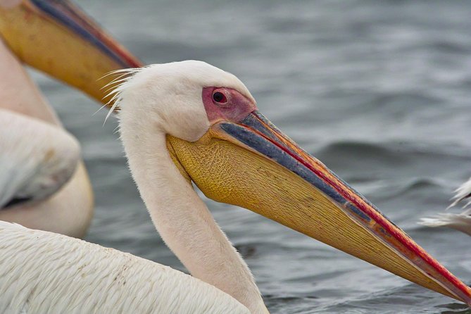 Highlights of Walvis Bay Guided 1/2 Day Tour (Shore Excursion) - Customer Feedback