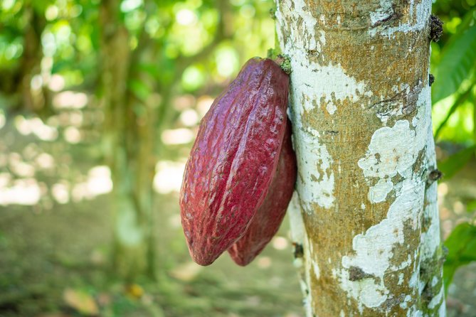 Higuey Cultural Tour From Punta Cana (Half-Day) - Tour Overview and Details