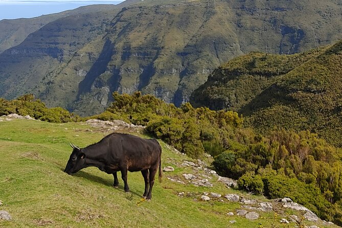 Hike 25 Fontes & Risco Levada Self-Guided - Transportation and Accessibility