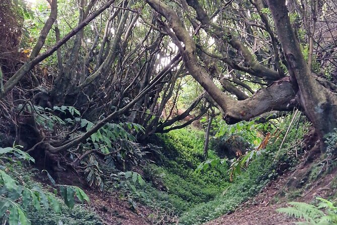 Hike 3 Hours Inland Terceira Island - Meeting and Pickup