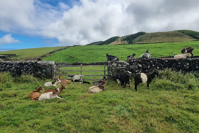 Hike 3 Hours Inland Terceira Island - Group Size Limit