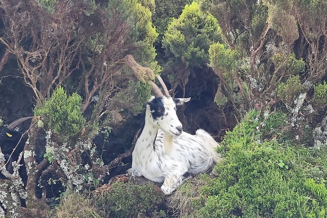 Hike 3 Hours Inland Terceira Island - Cancellation Policy