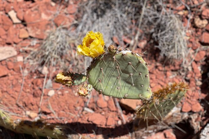Hike and Heal Couples Relationship in Sedona Healing Red Rocks - Reconnecting Through Natures Embrace