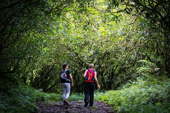 Hike: Bélouve Rainforest and Trou De Fer - Meeting and Pickup