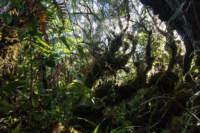 Hike: Bélouve Rainforest and Trou De Fer - Booking Information