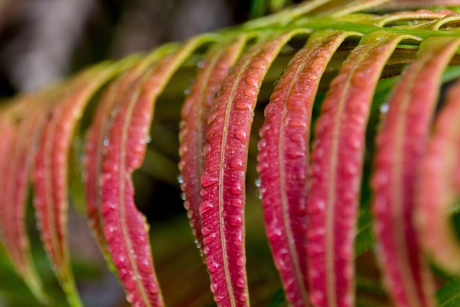 Hike: Bélouve Rainforest and Trou De Fer - Participant Suitability