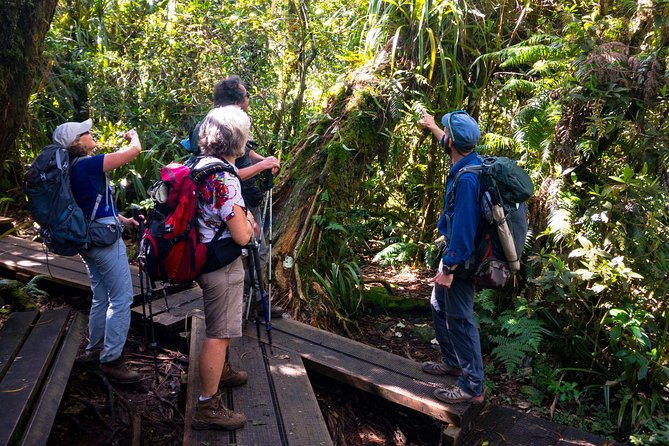 Hike: Bélouve Rainforest and Trou De Fer - Rainforest Terrain
