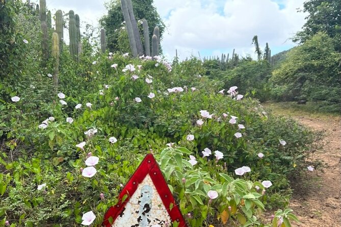 Hike Goto Flamingo Meer Trail & Explore North Bonaire - Highlights and Experiences