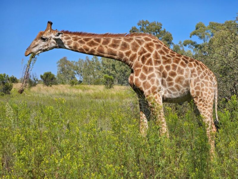Hike in a Wildlife Reserve With Wild Animals (No Predators) - Key Points