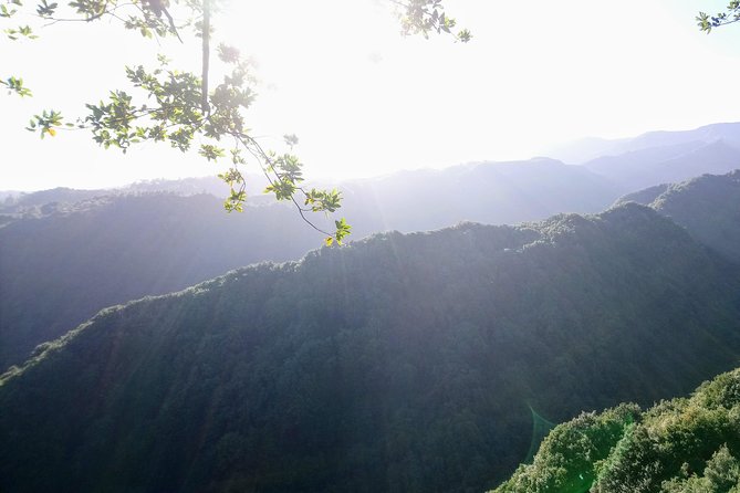 Hike in Laurisilva Levada Do Rei - Madre of Life Small Group Guided Walk - Scenic Highlights