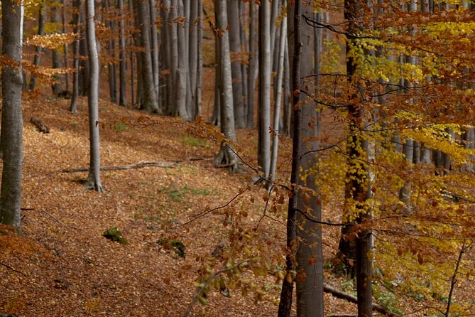 Hike in The Central Balkan National Park - Meeting and Pickup