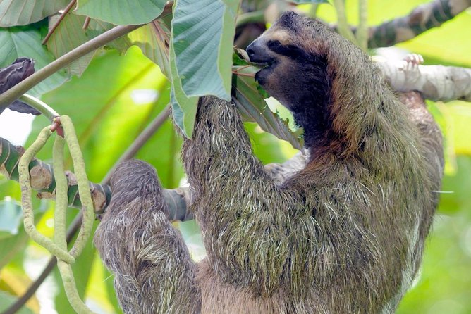 Hike in the Gandoca-Manzanillo Refuge - Meeting and Pickup Details