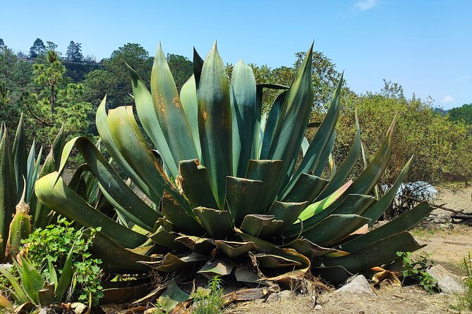 Hike in the Sierra Norte, Cuajimoloyas - Included Meals and Amenities