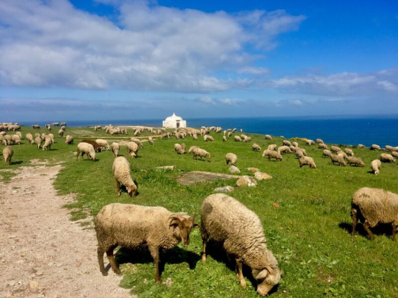 HIKE: Jurassic Dinosaur Trail Walking Tour at Cabo Espichel - Customer Reviews