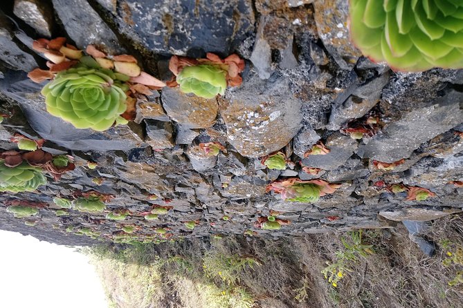 Hike Larano, Boca Do Risco Porto Da Cruz Levada in a Small Group - Traveler Feedback