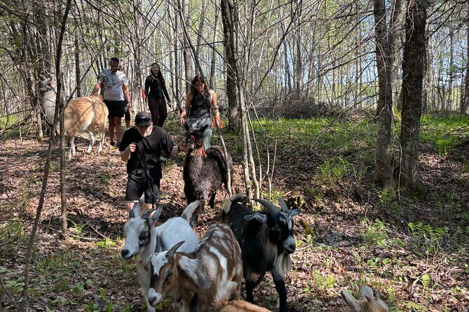 Hike & Lunch with Llamas - Final Thoughts — Why It’s Worth Considering