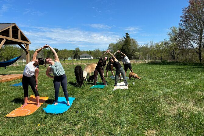 Hike & Lunch with Llamas - FAQ