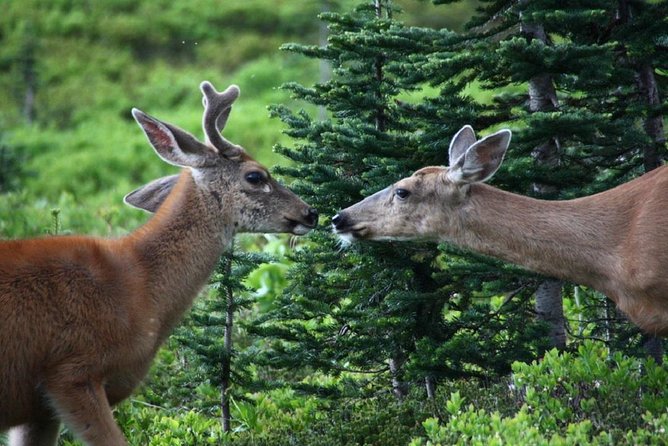 Hike Mt. Rainier & Taste Yakima Valley Wine: All-Inclusive Day Tour From Seattle - Exploring Mt. Rainier National Park