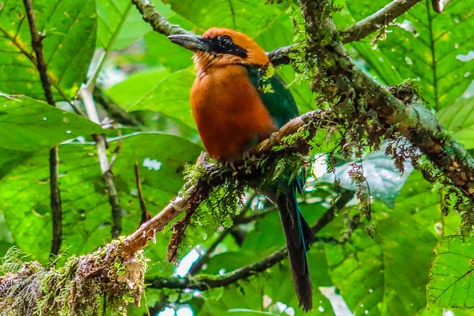 Hike & Nature (Hanging Bridges and Fortuna Waterfall) Incl Lunch - Tour Overview