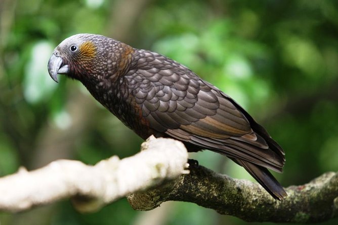 Hike New Zealands Finest Forest - Whirinaki Forest - Key Points