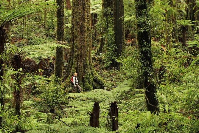 Hike New Zealands Finest Forest - Whirinaki Forest - Native Flora and Fauna