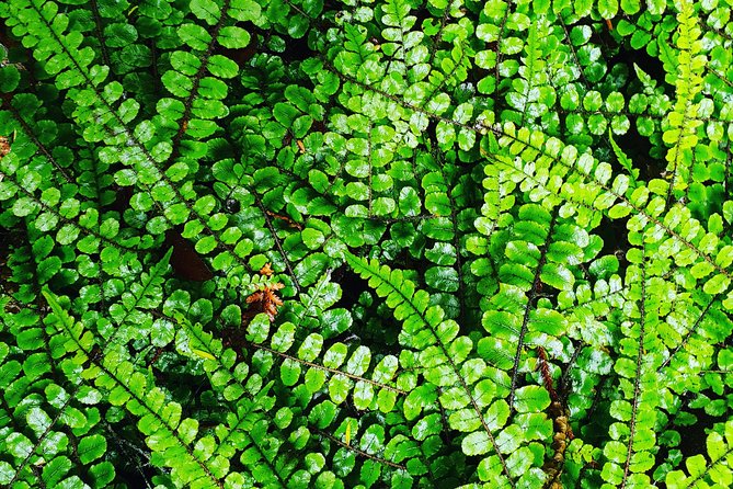 Hike New Zealands Finest Forest - Whirinaki Forest - Birdsong and Wildlife